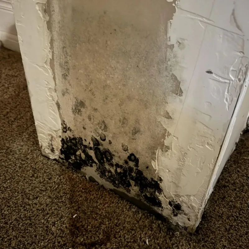 Professional Mold Removal in Laytonville, CA